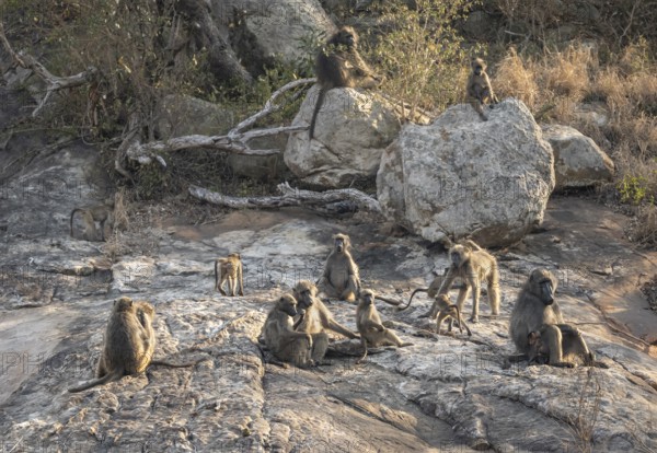 Herd of chacma baboons (Papio ursinus), animal family with adults and cubs, sitting on stones, Kruger National Park, South Africa, Africa