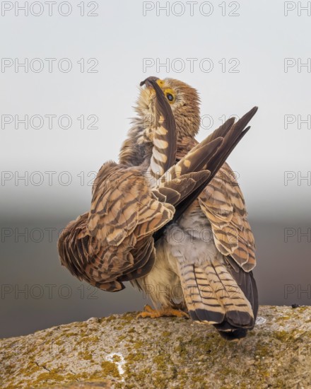 Lesser kestrel (Falco naumanni) female, grooming, hunting, foraging, cleaning every feather, sitting on rocks, lying in wait, steppes, deserts and extensively used grasslands, Mediterranean region, Toledo, Spain, Europe