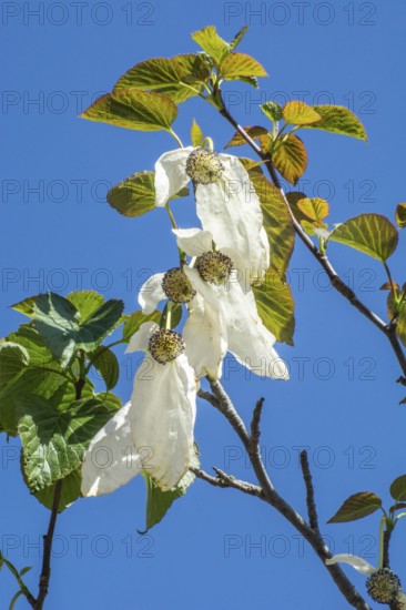 Flowering Handkerchief tree (Davidia involucrata) againts blue sky in Ystad, Scania, Sweden, Scandinavia, Europe