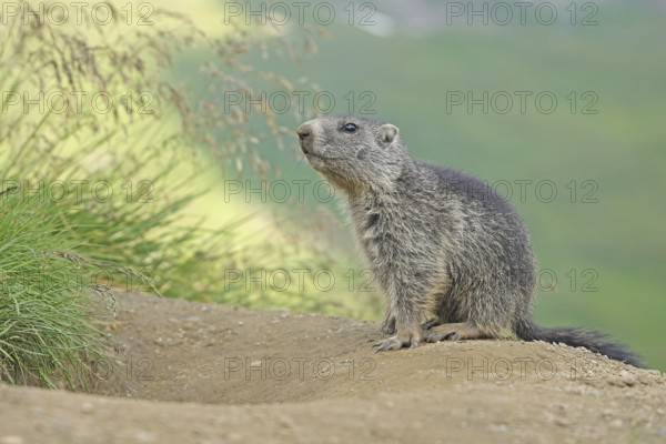 Marmot (Marmota), Grossglockner High Alpine Road, Salzburger Land, Austria, Europe