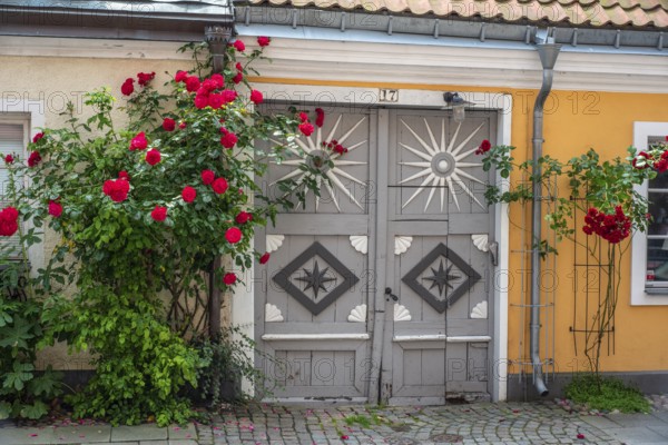 Roses at a gate in a small street in the idyllic downtown of Ystad, Skåne county, Sweden, Scandinavia, Europe