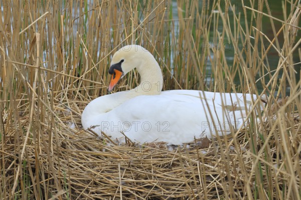 Breeding Mute Swan (Cygnus olor) on the nest in the reeds, Stuttgart, Baden-Württemberg, Germany, Europe