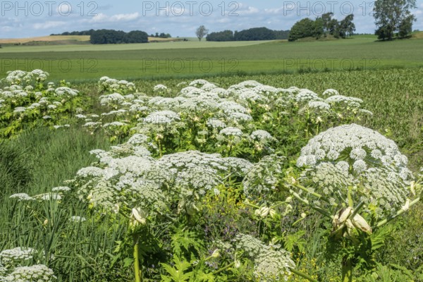 Flowering giant hogweed in the landscape, (Heracleum mantegazzianum) an invasive species that is difficult to eradicate, in Glemminge, Ystad Municipality, Skåne County, Sweden, Scandinavia, Europe