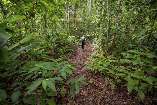 Young man on a hiking trail in the rainforest, tourist hiking in the tropical rainforest through dense vegetation, Corcovado National Park, Osa Peninsula, Puntarena Province, Costa Rica, Central America