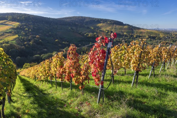 Autumnal vineyards with colourful leaves under bright sunshine in a hilly landscape, Strümpfelbach, Rems Valley, Baden-Württemberg, Germany, Europe