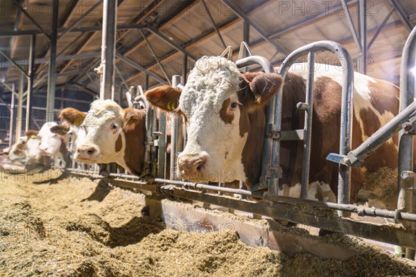 Some brown and white cows in the barn with a view of the viewer, behind bars and feed, Haselstaller Hof, Gechingen, district of Calw, Hecken and Gäu region, Germany, Europe