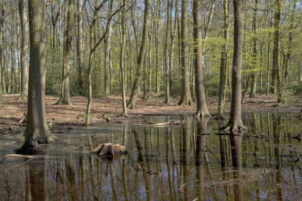 Spring forest with green foliage and a floodplain with tree stumps, Ahaus, Münsterland, North Rhine-Westphalia, Germany, Europe