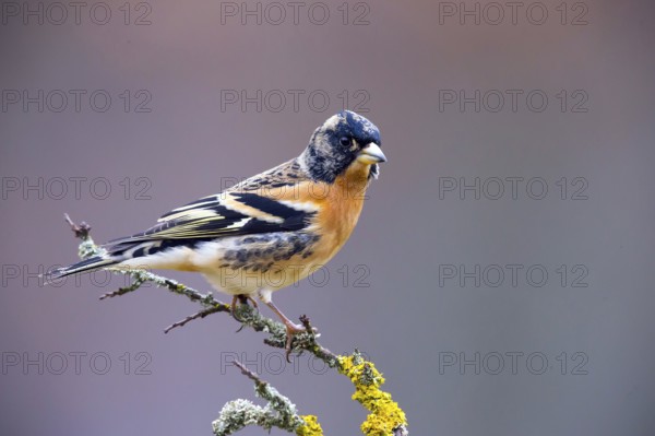 Mountain Finch, Frigilla montifrigilla, songbird, perch, lateral, Bavaria, Bavaria, Federal Republic of Germany