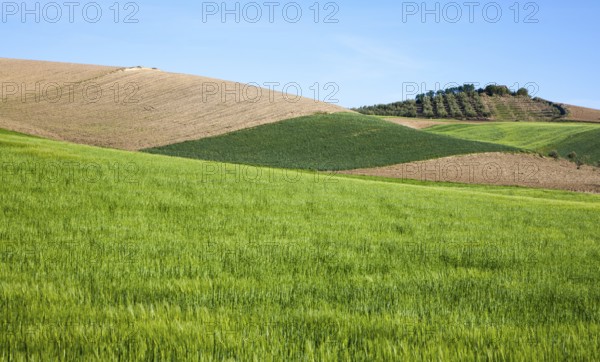 Rolling arable fields green barley crop near Alhama de Granada, Spain, Europe