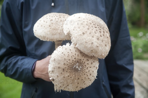 Mid section shot close-up of male holding parasol mushrooms (Macrolepiota procera), in his hands taken in Suffolk, England, United Kingdom, Europe