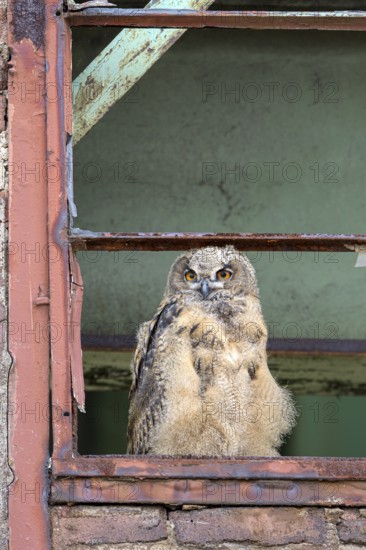 Eurasian eagle-owl (Bubo bubo), fledged young bird, in an old window frame, industrial building, Ewald colliery, Herten, Ruhr area, North Rhine-Westphalia, Germany, Europe