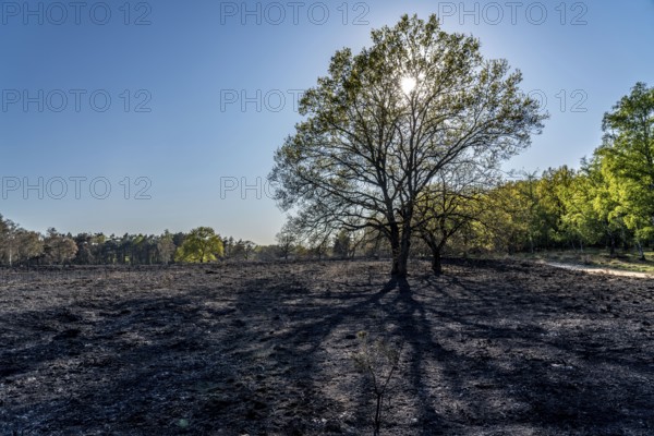 Consequences of a forest fire in the German-Dutch border region near Niederkrüchten-Elmpt, in the nature reserve De Meinweg, Netherlands