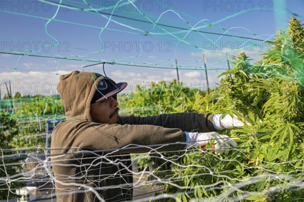 Paw Paw, Michigan, Migrant farmworkers harvest cannabis at Grasshopper Farms