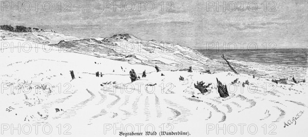 Shifting sand dune, buried forest, Curonian Spit, Curonian Lagoon, Baltic Sea, Lithuania, dune landscape, tree top, historical illustration 1880, Europe