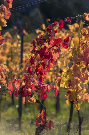 Autumn vineyard with colourful leaves in warm sunlight, Baden-Württemberg, Germany, Europe