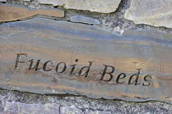 Fucoid beds rock fragment, part of the Knockan Puzzle at the Knockan Crag National Nature Reserve, Highlands, Scotland, United Kingdom, Europe