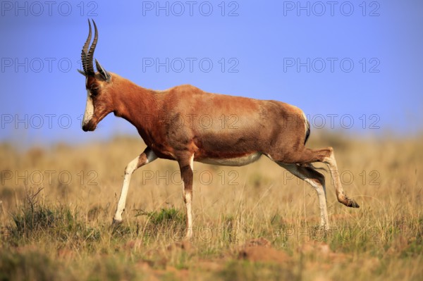 Bontebok (Damaliscus pygargus), adult, running, foraging, Mountain Zebra National Park, South Africa, Africa