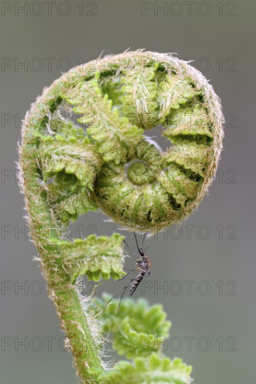 Mosquito on a young fern shoot, fern frond, Bottrop, Ruhr area, North Rhine-Westphalia, Germany, Europe