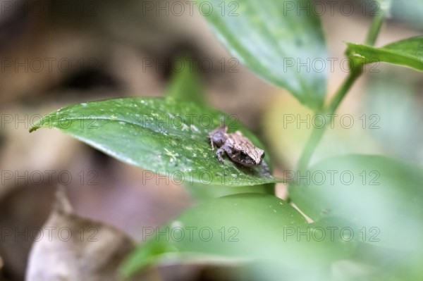 Small brown frog on a leaf, in the tropical rainforest, Corcovado National Park, Osa, Puntarena Province, Costa Rica, Central America