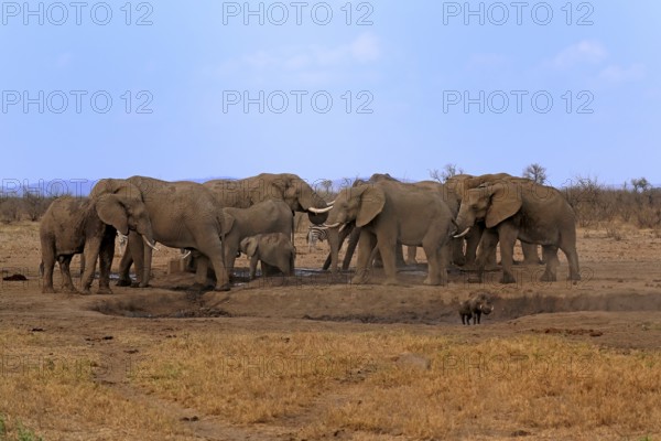 African elephant (Loxodonta africana), herd, at the waterhole, drinking, Kruger National Park, Kruger National Park, Krugerpark, South Africa, Africa