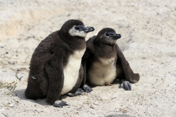 African penguin (Spheniscus demersus), two juveniles, Boulders Beach, Simonstown, Western Cape, South Africa, Africa