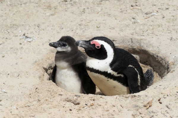 African penguin (Spheniscus demersus), adult with young, at the nest, Boulders Beach, Simonstown, Western Cape, South Africa, Africa