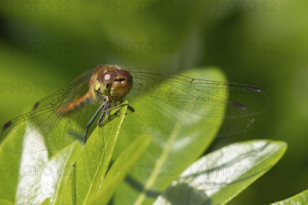 Common darter dragonfly (Sympetrum striolatum) adult female insect resting on a garden plant leaf, Suffolk, England, United Kingdom, Europe