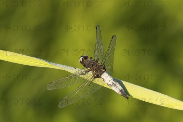 Broad-bodied chaser dragonfly (Libellula depressa) adult insect resting on a reed leaf, Somerset, England, United Kingdom, Europe