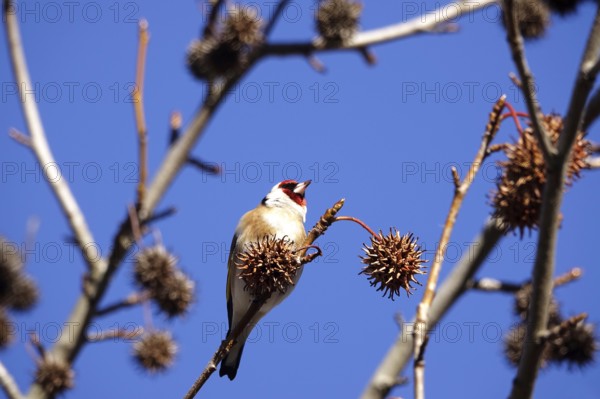 European goldfinch (Carduelis carduelis) in an amber tree, winter, Saxony, Germany, Europe