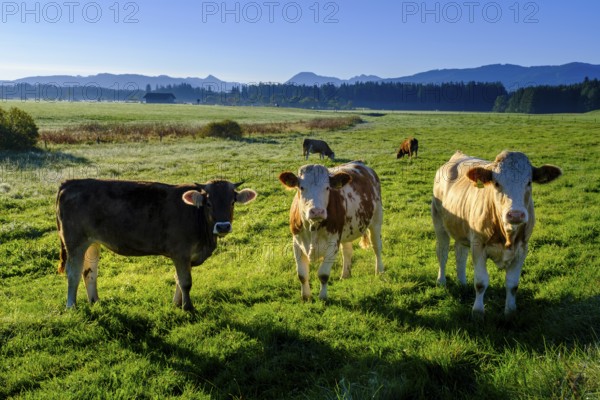 Curious cows, in the Kirchsee Filzen, Kirchseemoor, near Sachsenkam, Tölzer Land, Alpine foothills, Upper Bavaria, Bavaria, Germany, Europe