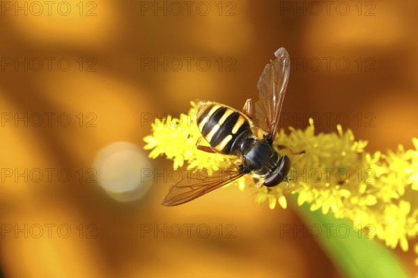 Common wasp hoverfly (Chrysotoxum cautum) on goldenrod (Solidago canadensis), Wilnsdorf, North Rhine-Westphalia, Germany, Europe