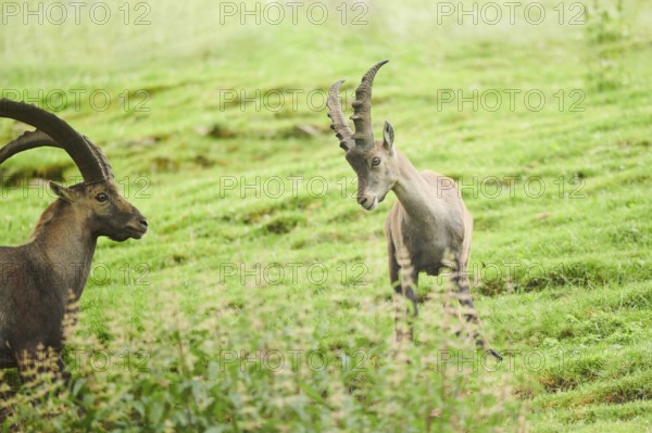 Alpine ibex (Capra ibex) male running arguing with each other on a meadow, playing, wildlife Park Aurach near Kitzbuehl, Austria, Europe