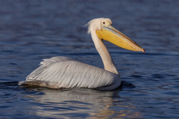 Great white pelican (Pelecanus onocrotalus), flying, Lake Kerkini, Greece, Europe