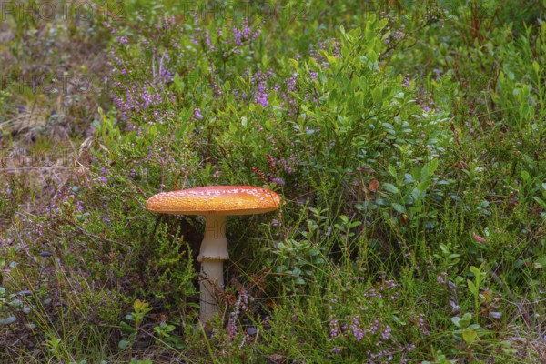 Close-up of a fly agaric (Amanita muscaria), landscape, nature, close-up, nature, botany, close-up, poisonous, poisonous mushroom, a, Tynset, Norway, Europe