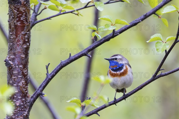 Red-throated Bluethroat or Tundra Bluethroat (Luscinia svecica), adult male sitting on a branch, Varanger, Finnmark, Norway, Europe