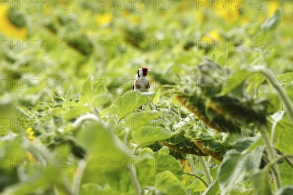 European goldfinch (Carduelis carduelis) in a sunflower field, July, Saxony, Germany, Europe