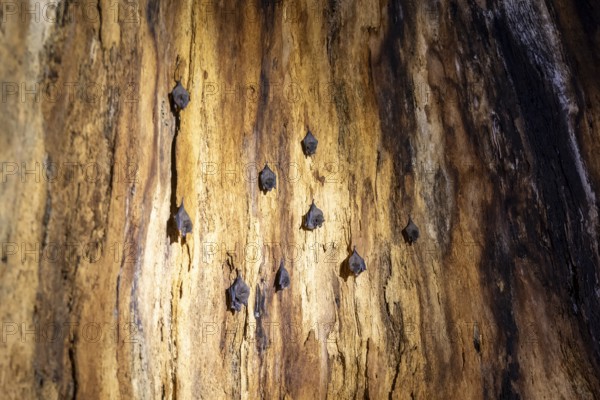 Bats hanging inside a hollow tree, tropical rainforest, Corcovado National Park, Osa Peninsula, Puntarena Province, Costa Rica, Central America