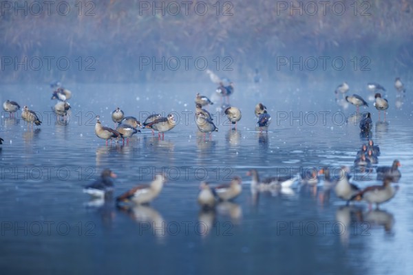 Egyptian geese (Alopochen aegyptiaca), Germany, Europe