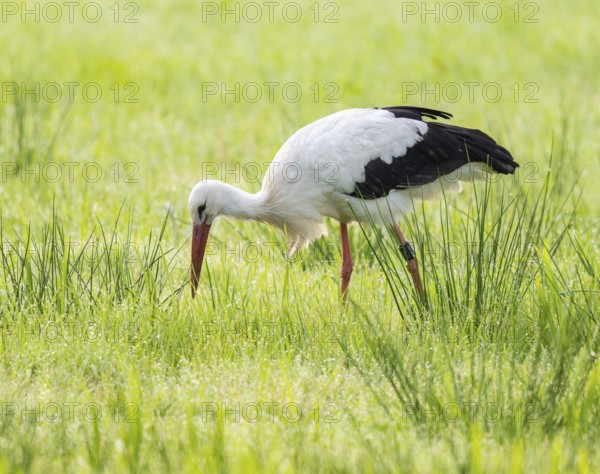 White stork (Ciconia ciconia) foraging in a meadow in the early morning, dew beads on the grass, Lower Saxony, Germany, Europe