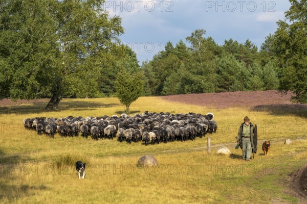 Heidschnucken herd, in the Höpener Heide, Schneverdingen, heather blossom of the broom heather, in the Lüneburg Heath nature reserve, Lower Saxony, Germany, Europe