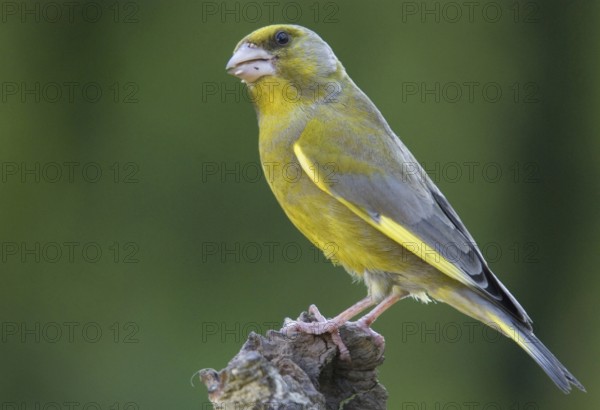 Animal, Animals, Bird, Birds, Finches, Greenfinch, Finch