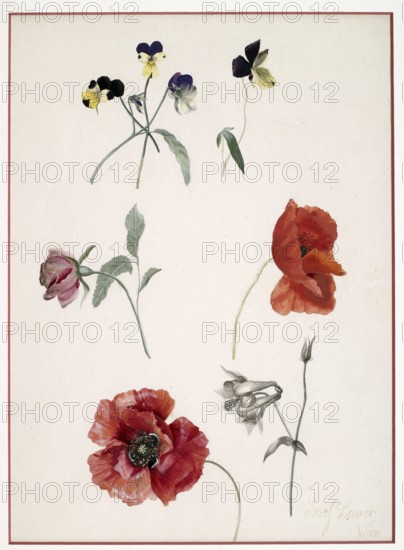 Red flowers, poppies and pansies, painting by Josef Lauer (1818, 1881), Austrian still life painter who was active in the Biedermeier period, among others