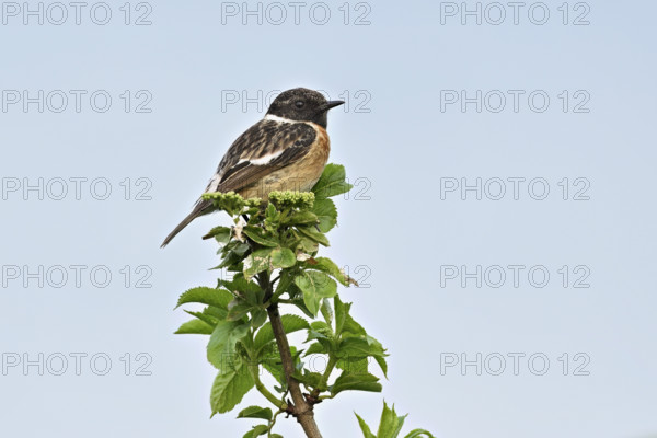 Stonechat (Saxicola rubicola), male sitting on a branch, Lake Neusiedl National Park, Seewinkel, Burgenland, Austria National Park