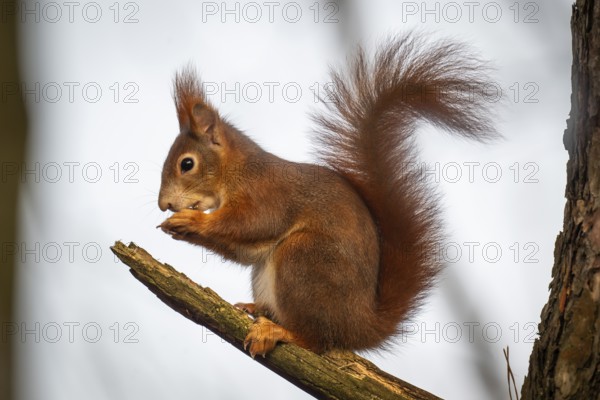 Squirrel (Sciurus vulgaris) sitting on a branch and holding a hazelnut in its paws, Baden-Württemberg