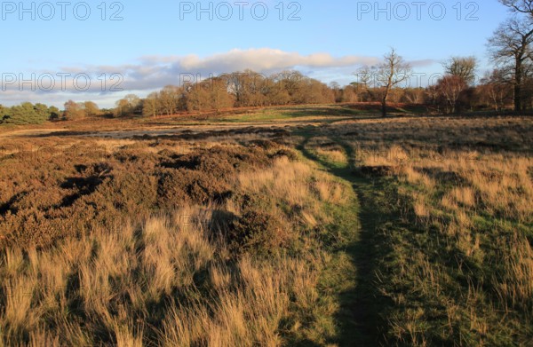 Winter landscape of deciduous trees and heather plants on heathland, Sutton Heath Suffolk, England, UK