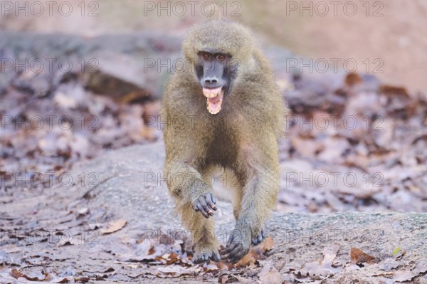 Guinea baboon (Papio papio) running on the ground, Bavaria, Germany Europe