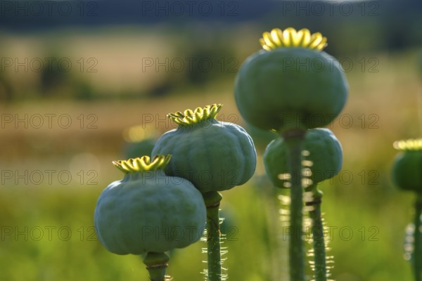 Poppy, (Papaver somniferum), poppy capsule, poppy field, Waldviertel grey poppy, poppy village Armschlag, Waldviertel, Lower Austria, Austria, Europe