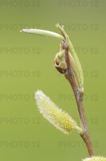 White willow (Salix alba), male flowers in spring, willow catkins, North Rhine-Westphalia, Germany, Europe