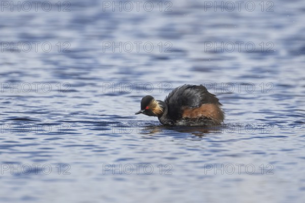 Black necked grebe (Podiceps nigricollis) adult bird in breeding plumage shaking water off its feathers on a lake, Yorkshire, England, United Kingdom, Europe