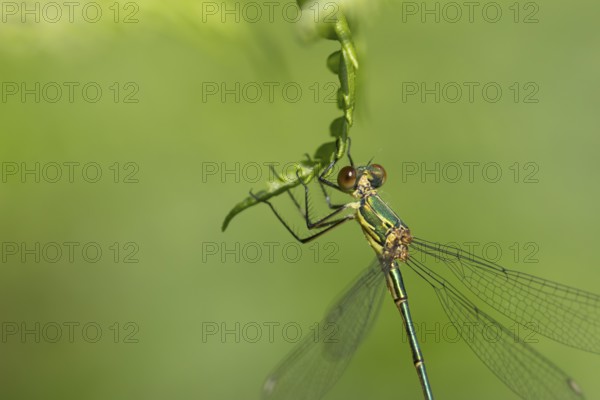 Emerald damselfly (Lestes sponsa) adult female insect resting on a Bracken leaf, Suffolk, England, United Kingdom, Europe